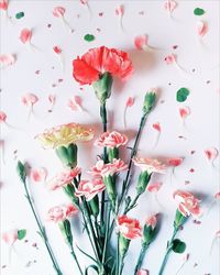 Close-up of multi colored flowers over white background