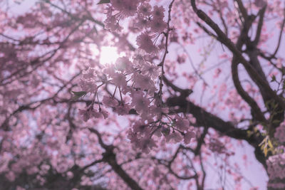 Close-up of cherry blossom tree