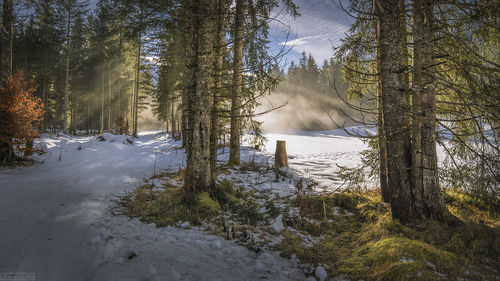 Snow covered land and trees in forest