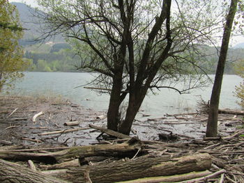 Scenic view of lake in forest
