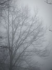 Bare trees against sky