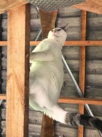 White cat sitting on wood