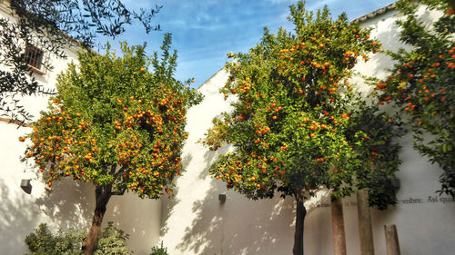 Flowering plants against trees and orange sky