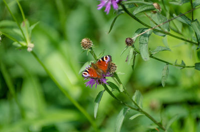 Close-up of insect on flower