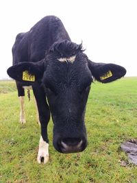 View of cow standing on grassy field