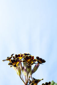 Close-up of bee on yellow flowering plant against sky