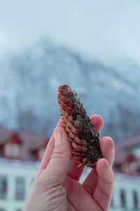Close-up of hand holding pine cone against blurred background