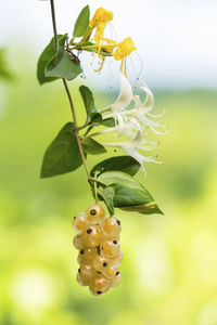 Close-up of flowering plant