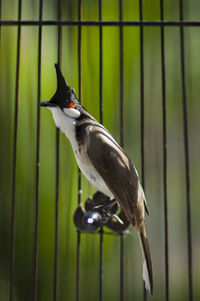 Close-up of bird perching on a plant