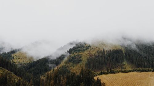 Pine trees in forest against sky