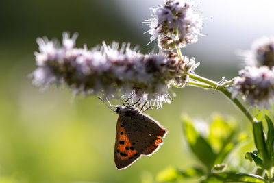 Close-up of butterfly pollinating on purple flower