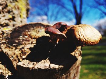 Close-up of mushroom growing on field