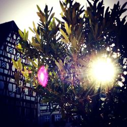 Low angle view of sun shining through trees