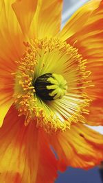 Close-up of yellow flower