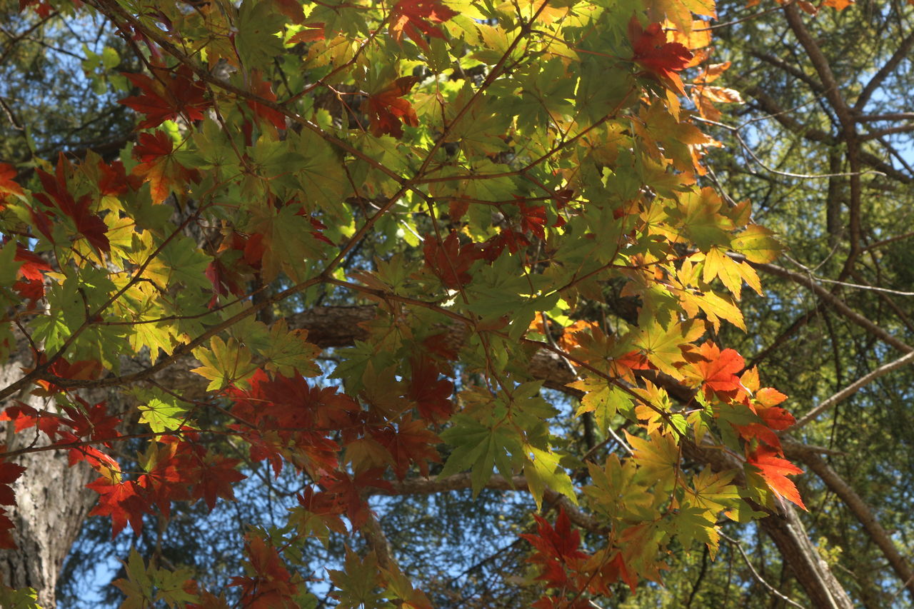 tree, plant, autumn, leaf, low angle view, plant part, growth, branch, beauty in nature, nature, maple, no people, day, tranquility, outdoors, orange color, sunlight, yellow, forest, maple tree, land, maple leaf