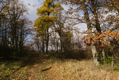 Trees in forest