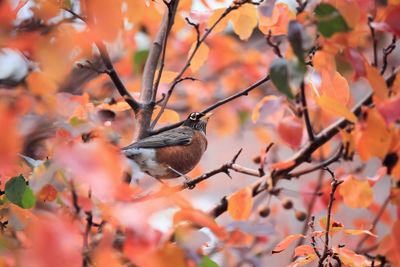 Bird perching on a tree