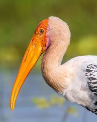 Close-up of bird from niagara waterfalls