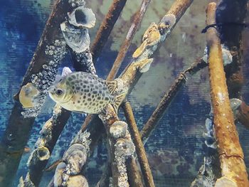 Close-up of fish swimming in sea