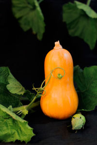 Small orange pumpkin on a black background surrounded by green leaves