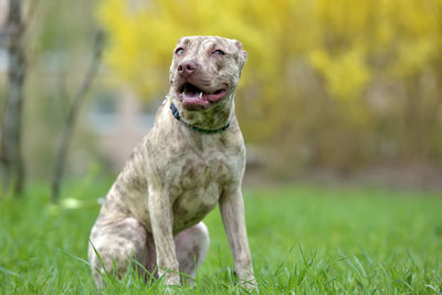 Dog looking away on field