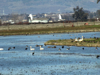 Flock of birds in water