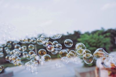 Close-up of water drops on plant against sky