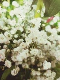 Close-up of white flowering plant