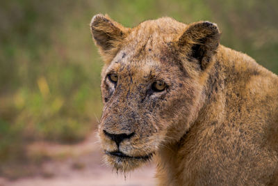 Close-up of a cat looking away