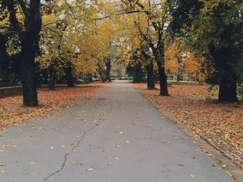 Road passing through forest