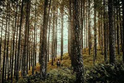 Pine trees in forest during winter