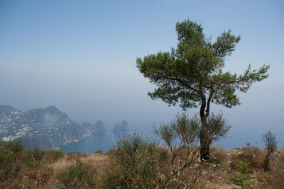 Tree by mountain against clear sky