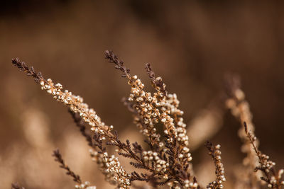 Close-up of flowering plant