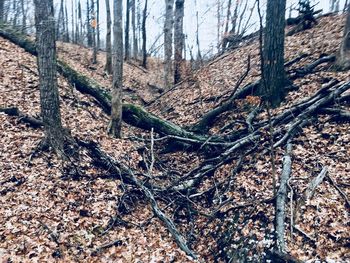 Close-up of tree trunk in forest