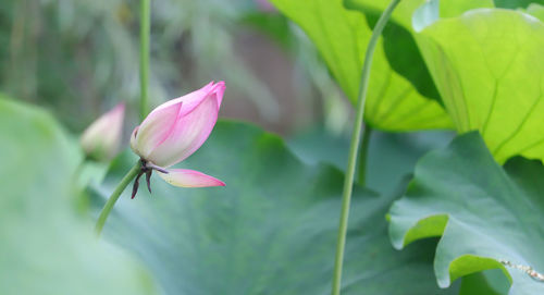 Close-up of pink lotus water lily