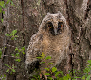 Portrait of owl on tree trunk
