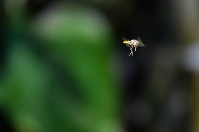 Close-up of spider