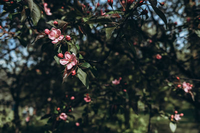 Close-up of pink cherry blossom tree