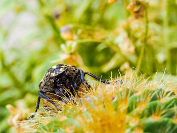 Close-up of insect on plant