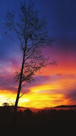 Silhouette tree against dramatic sky during sunset