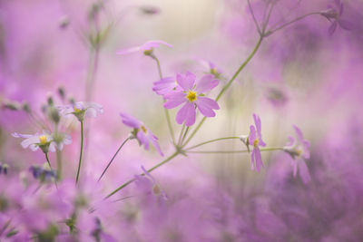 Close-up of purple flowers