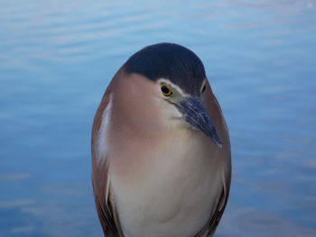 Close-up of a night heron