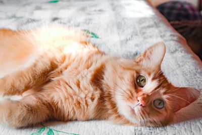 Close-up portrait of cat lying on blanket