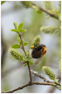 Close-up of bee pollinating flower