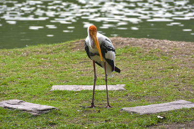 Bird perching on a lake