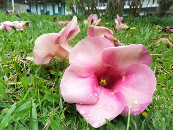 Close-up of pink flower on field