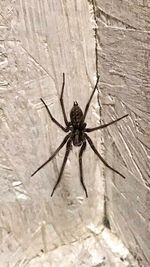 Close-up of spider on wall