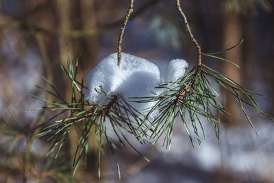 Close-up of pine tree branch during winter