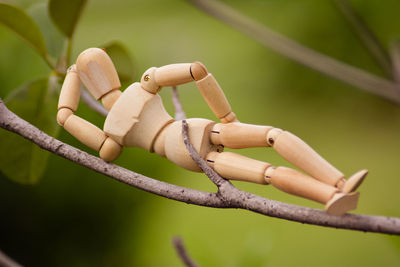 Low angle view of ropes tied on branch