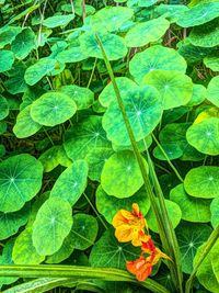 High angle view of green leaves on plant